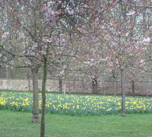 Kirschblüte Schwetzingen