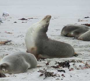 Seelöwen