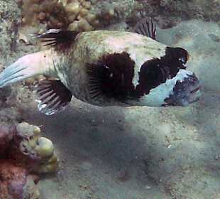 Kugelfisch beim Riff