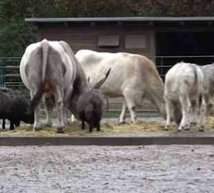 Tierpark 
