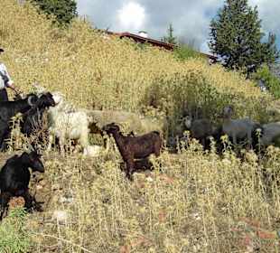 Begegnung mit Hirten auf dem Weg nach Laodikeia
