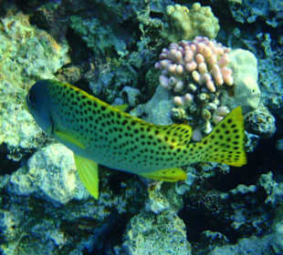 Šnorchlování na domovském útesu