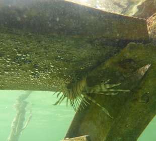 Schnorcheln Marsa Alam