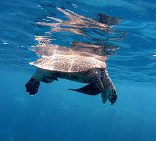 Schnorcheln Marsa Alam