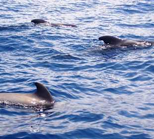 Wow, 3 auf einen Streich!