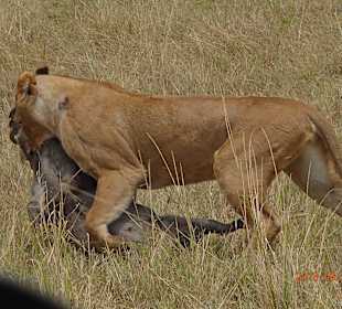 Von diesem Schwein hat uns nichts gegeben