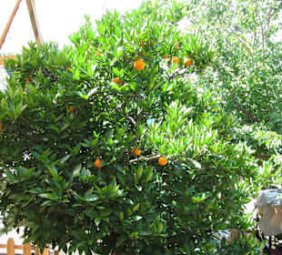 Im Dorf frisches Obst