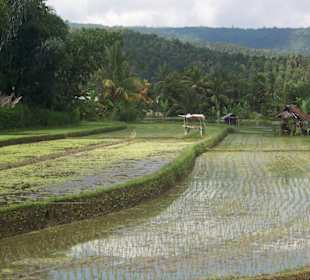 Reisfelder