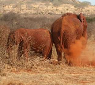 Eindrücke im Tsavo Ost; ...darum rote Elefanten