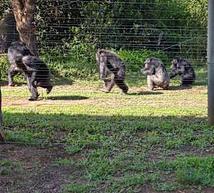 Ol Pejeta Schimpansen Santuary