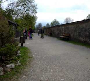 Eurasienbereich - Zwergziege