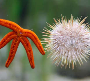 Seestern und Seeigel