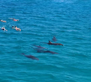 Delfin Tour Makadi Bay