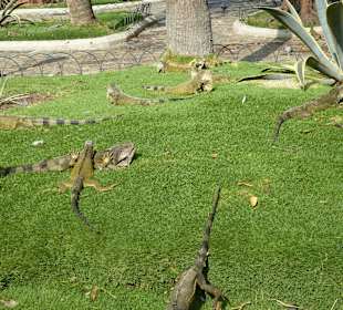 Leguane im Park vor der Kathetrale