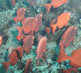 Tolle Unterwasserwelt