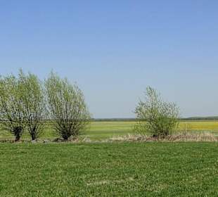 Łąki nad Biebrzą.