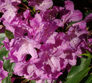 Hauptblüte im Rhododendronpark Bremen