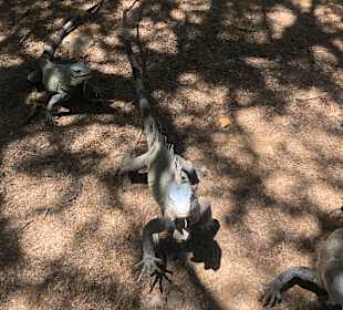 Bonaire National Marine Park