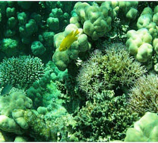 Marsa Alam Schnorchelausflüge-Marsa Alam Ausflüge