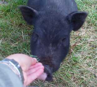 Fressen aus der Hand