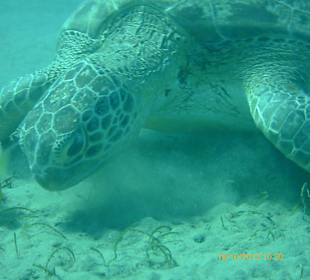 Schildkröte bei Abbu Dabbab