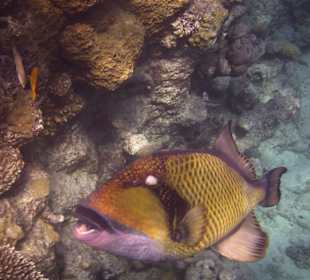 Pesce di barriera 1