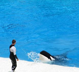 Killerwalvorführung