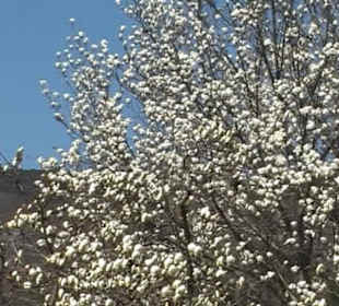 Blütenpracht im Botanischen Garten Bejing