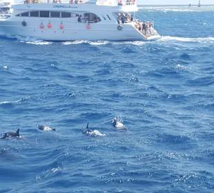 Delfin Tour Hurghada
