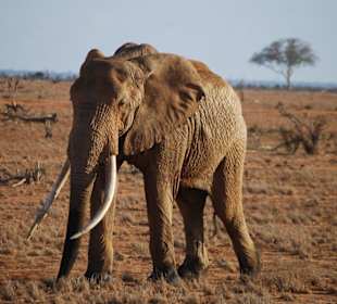 Der einsame Elefant