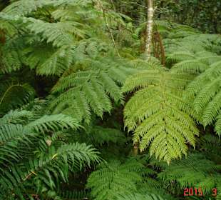 Tsitsikamma National Park
