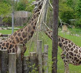 Giraffen beim fressen