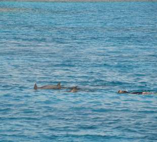 Delfine und die Chefin  