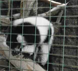 Einfach nur süss der kleine