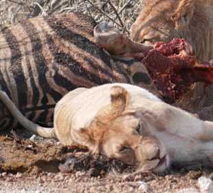 Etosha