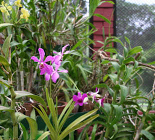 Botanischer Garten Kandy