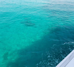 Glasbodenboot Tour Hurghada