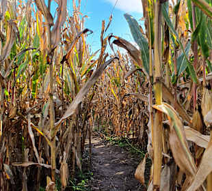 Bauer-Lipp Weiterstadt