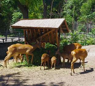 Одно из семейств зоопарка