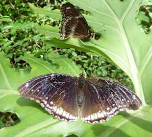 Ein Schmetterling