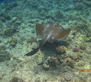 Schnorcheln Marsa Alam