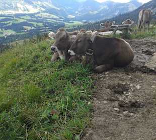 Die Kühe verteidigen ihren Platz
