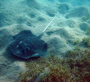 Schwarzer Stechrochen mit weißen Punkten - Lahami