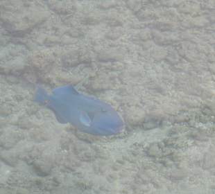 Schnorcheln Makadi Bay