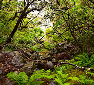 Wandern Funchal