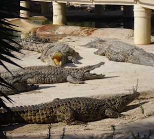 Krokodilpark