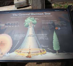 General Sherman Tree