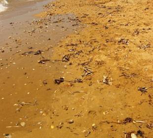 Gündogdu  Entlang am Strand