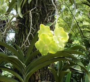 Wunderschöne Orchidee