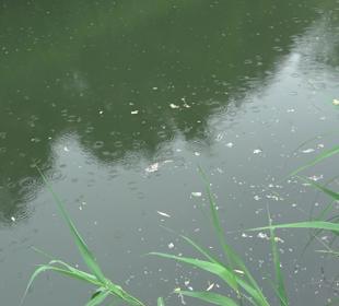 Fischlehrpfad Neu-Ulm